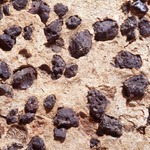 Plate 163b: Trituration grits on CTR WS (width of field 24 mm). Click to see a larger version