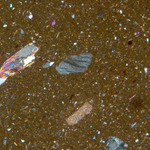 Plate 70.1: Photomicrograph of GAL AM 2 (XPL) (width of field 1.74 mm). Click to see a larger version