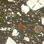 Plate 136.2: Photomicrograph of CLI BB 2 (PPL) (width of field 1.74 mm). Click to see a larger version